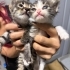 4 haftalık minik kardeşler yuva ariyor fotoğraf