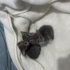 3 bebişe acil yuva fotoğraf