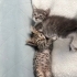 3 bebişe acil yuva fotoğraf