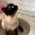 Sokağa Terk Edilip Hamile Kalan Güzel Siyam Annemize Ömürlük Yuva! 🐾 fotoğraf
