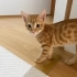 yuva aranıyor acil fotoğraf