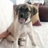 Orijinal KANGAL yavrusu fotoğraf