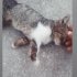 ACİLLL ANNESIZ KALAN ŞAŞKIN fotoğraf