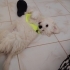 3 aylık güzel oğlana ev arıyoruz fotoğraf