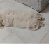 3 aylık güzel oğlana ev arıyoruz fotoğraf