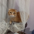 ACİL YUVA İLANI fotoğraf