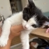 Yavru kedi ömürlük yuvasını arıyor fotoğraf