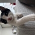 Yavru kedi ömürlük yuvasını arıyor fotoğraf