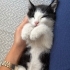 Yavru kedi ömürlük yuvasını arıyor fotoğraf