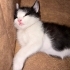 Yavru kedi ömürlük yuvasını arıyor fotoğraf