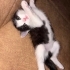 Yavru kedi ömürlük yuvasını arıyor fotoğraf