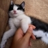 Yavru kedi ömürlük yuvasını arıyor fotoğraf