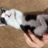 Yavru kedi ömürlük yuvasını arıyor fotoğraf