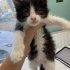 GÖRME ENGELLİ YAVRU KEDİYE YUVA ARIYORUZ fotoğraf