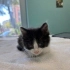 GÖRME ENGELLİ YAVRU KEDİYE YUVA ARIYORUZ fotoğraf