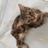 Güzel gözlü ve sevecen fotoğraf