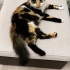 Eşsiz kedi CİCİ'ye Yuva Arıyoruz 🧡 fotoğraf