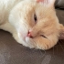 British Shorthair Red Point Ücretsiz Kedi Sahiplendirme fotoğraf