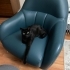 ücretsiz sahiplendirme bombay cinsi siyah kedi fotoğraf