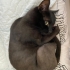 ücretsiz sahiplendirme bombay cinsi siyah kedi fotoğraf
