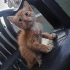 FIRINDAN TAZE SICAK SARMAN fotoğraf