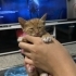 FIRINDAN TAZE SICAK SARMAN fotoğraf