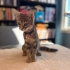 MİLA YUVA ARIYOR fotoğraf