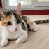 LOLA YUVA ARIYOR fotoğraf