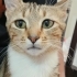 Minyon Dişi Tekir Kedi fotoğraf