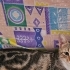 Minyon Dişi Tekir Kedi fotoğraf