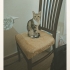 Minyon Dişi Tekir Kedi fotoğraf
