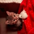 Acil Dişi Kedi Sahiplendirme fotoğraf