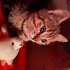 Acil Dişi Kedi Sahiplendirme fotoğraf