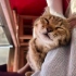 Acil Dişi Kedi Sahiplendirme fotoğraf