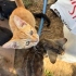 Kedi çetesi yavrular fotoğraf