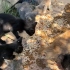 Kedi çetesi yavrular fotoğraf