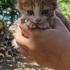 Minik Dostumuza Ömürlük Yuva Arıyoruz 🐾 fotoğraf