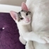 Oyuncu ama sakin 🤗 fotoğraf