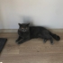 2 tane erkek kedii fotoğraf