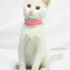 0534 216 08 72 İSTANBUL/ ANKARA KEDİSİ CİNSİ İLK AŞILI 3 AYLIK KIZIM MAYA fotoğraf