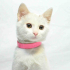 0534 216 08 72 İSTANBUL/ ANKARA KEDİSİ CİNSİ İLK AŞILI 3 AYLIK KIZIM MAYA fotoğraf