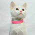 0534 216 08 72 İSTANBUL/ ANKARA KEDİSİ CİNSİ İLK AŞILI 3 AYLIK KIZIM MAYA fotoğraf
