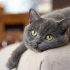 0534 216 08 72 BRITISHSHORTHAIR CİNSİ 9AYLIK KISIR KIZIM BELLA fotoğraf