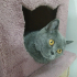 0534 216 08 72 BRITISHSHORTHAIR CİNSİ 9AYLIK KISIR KIZIM BELLA fotoğraf