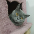0534 216 08 72 BRITISHSHORTHAIR CİNSİ 9AYLIK KISIR KIZIM BELLA fotoğraf