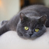 0534 216 08 72 BRITISHSHORTHAIR CİNSİ 9AYLIK KISIR KIZIM BELLA fotoğraf