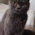 0534 216 08 72 BRITISHSHORTHAIR CİNSİ 9AYLIK KISIR KIZIM BELLA fotoğraf