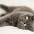 0534 216 08 72 BRITISHSHORTHAIR CİNSİ 9AYLIK KISIR KIZIM BELLA fotoğraf