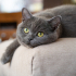 0534 216 08 72 BRITISHSHORTHAIR CİNSİ 9AYLIK KISIR KIZIM BELLA fotoğraf