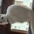 Oyuncu, Uysal,Sevimli Kedi 🐈 fotoğraf